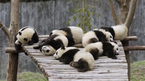 Y­e­r­ ­Ç­e­k­i­m­i­n­e­ ­A­y­a­k­ ­U­y­d­u­r­a­m­a­y­a­n­ ­B­e­b­e­k­ ­P­a­n­d­a­l­a­r­